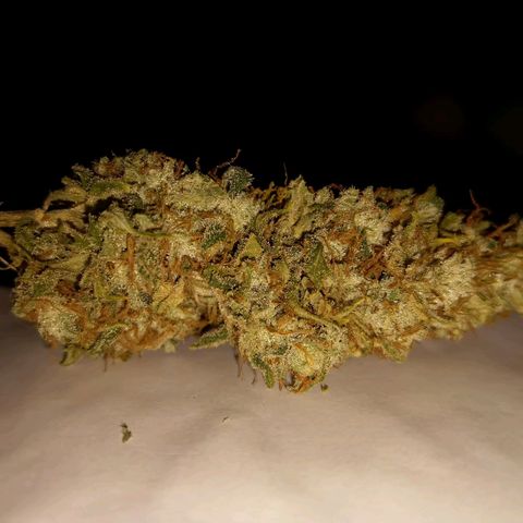 Inzane | Nepal growlog photo: Inzane stable at 63% rh.Nepal in tent drying at 60rh/20deg celcius