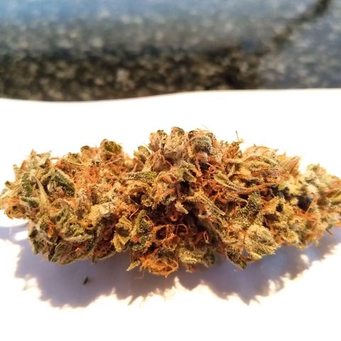 Inzane | Nepal growlog photo: Inzane stable at 63% rh.Nepal in tent drying at 60rh/20deg celcius