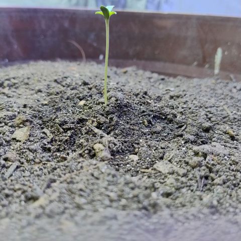 Lemon cherry cookies auto growlog timeline photo