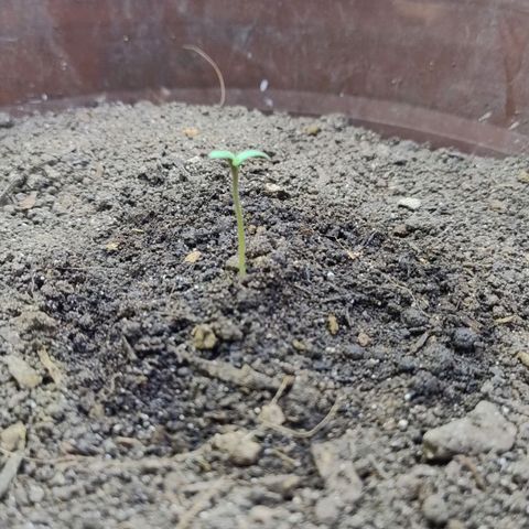 Lemon cherry cookies auto growlog timeline photo