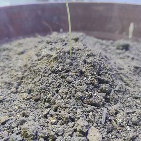 Lemon cherry cookies auto growlog timeline photo