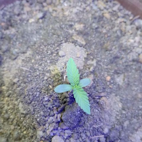 Lemon cherry cookies auto growlog timeline photo