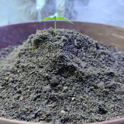 Lemon cherry cookies auto growlog timeline photo