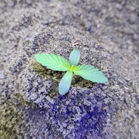 Lemon cherry cookies auto growlog timeline photo