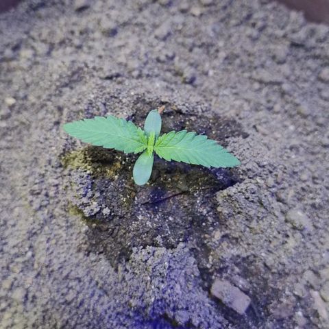 Lemon cherry cookies auto growlog timeline photo