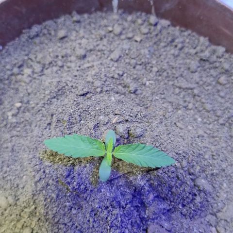Lemon cherry cookies auto growlog timeline photo