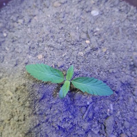 Lemon cherry cookies auto growlog timeline photo