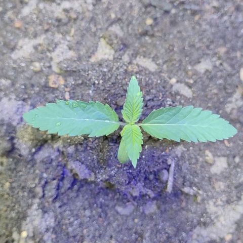 Lemon cherry cookies auto growlog timeline photo