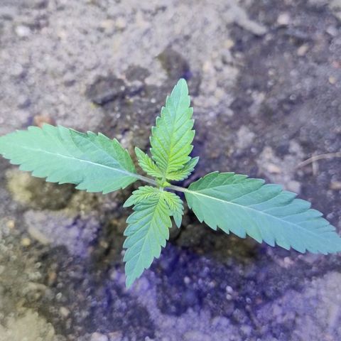 Lemon cherry cookies auto growlog timeline photo