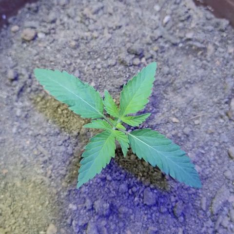Lemon cherry cookies auto growlog timeline photo