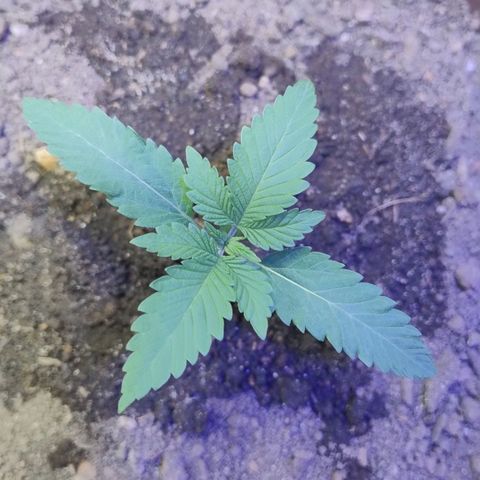 Lemon cherry cookies auto growlog timeline photo