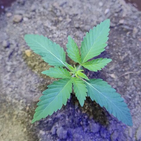 Lemon cherry cookies auto growlog timeline photo