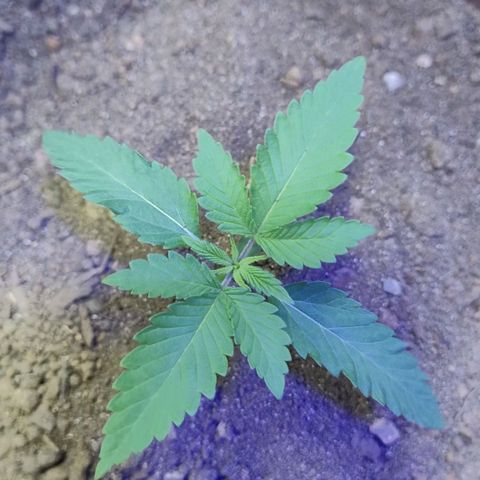 Lemon cherry cookies auto growlog timeline photo