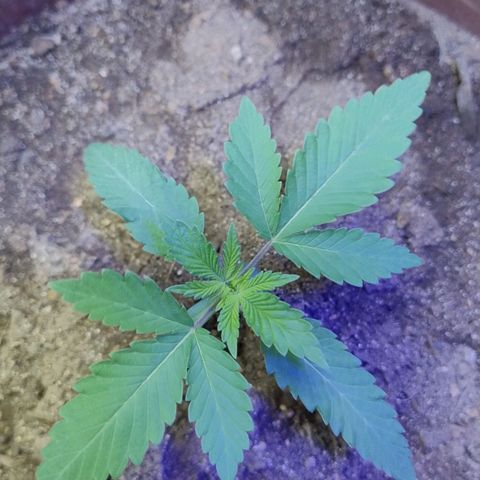 Lemon cherry cookies auto growlog timeline photo
