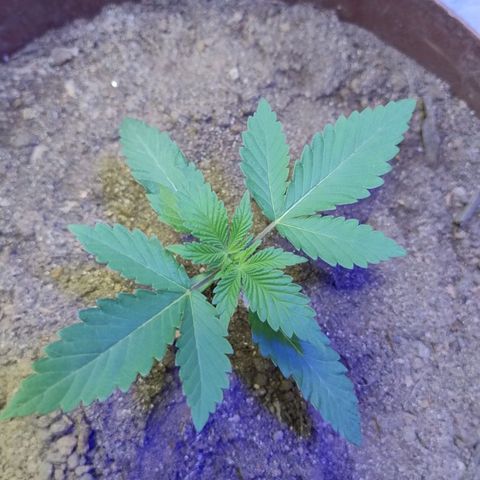 Lemon cherry cookies auto growlog timeline photo