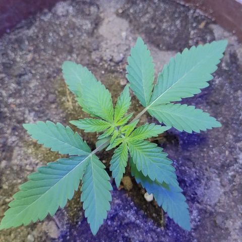 Lemon cherry cookies auto growlog timeline photo