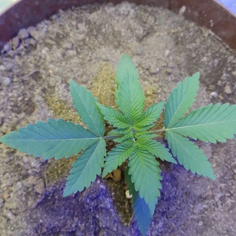 Lemon cherry cookies auto growlog timeline photo