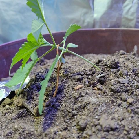 Lemon cherry cookies auto growlog timeline photo