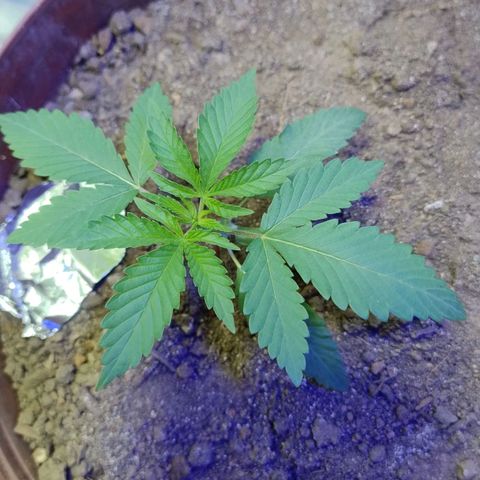 Lemon cherry cookies auto growlog timeline photo