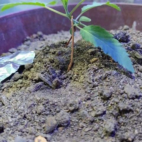 Lemon cherry cookies auto growlog timeline photo