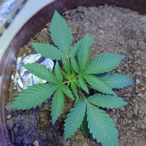 Lemon cherry cookies auto growlog timeline photo
