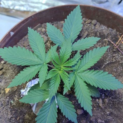 Lemon cherry cookies auto growlog timeline photo