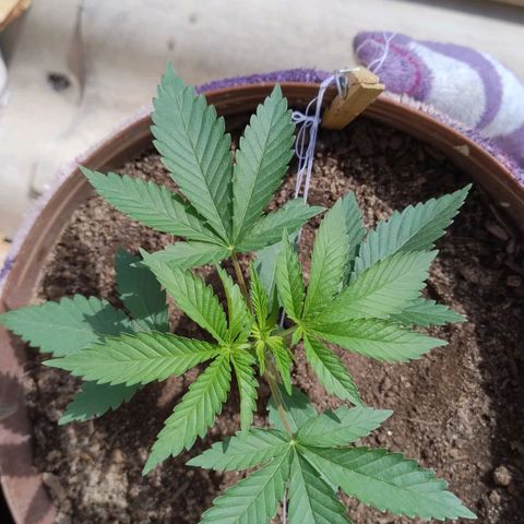 Lemon cherry cookies auto growlog timeline photo