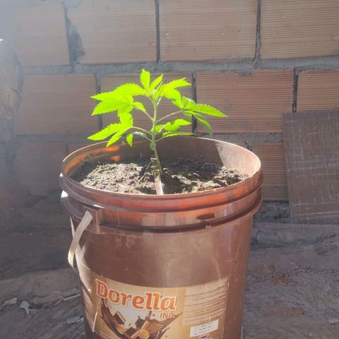 Lemon cherry cookies auto growlog timeline photo