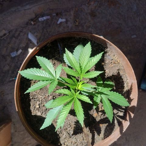 Lemon cherry cookies auto growlog timeline photo