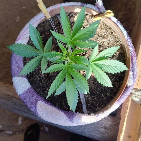 Lemon cherry cookies auto growlog timeline photo