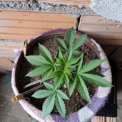 Lemon cherry cookies auto growlog timeline photo