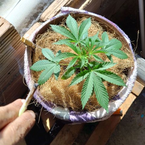 Lemon cherry cookies auto growlog timeline photo
