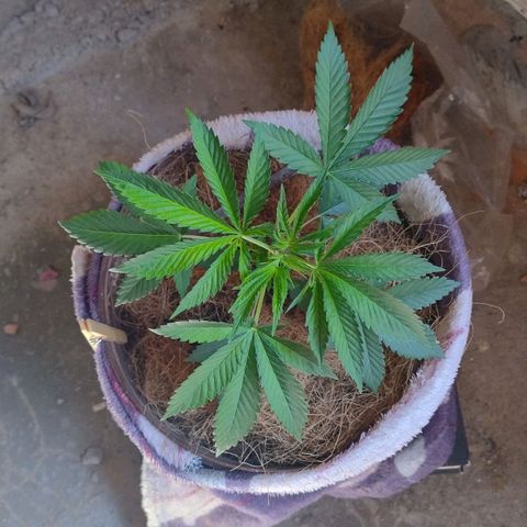 Lemon cherry cookies auto growlog timeline photo