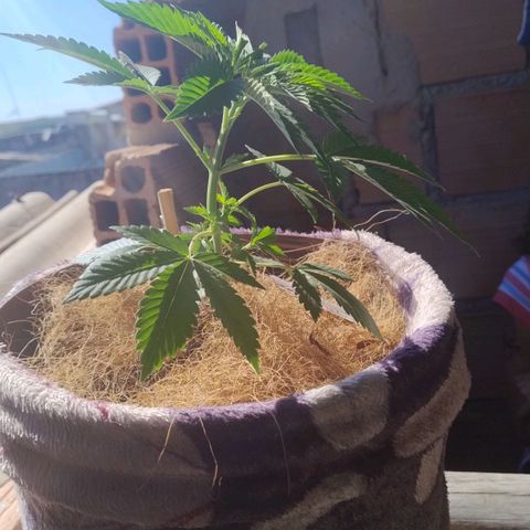 Lemon cherry cookies auto growlog timeline photo