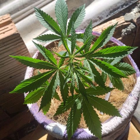 Lemon cherry cookies auto growlog timeline photo