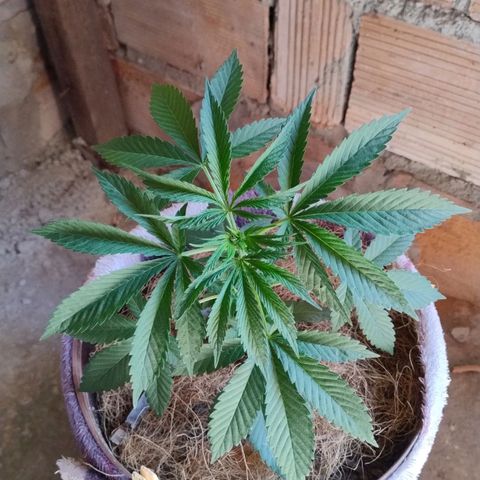 Lemon cherry cookies auto growlog timeline photo