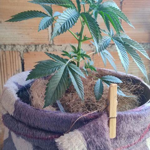 Lemon cherry cookies auto growlog timeline photo