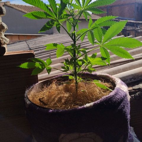 Lemon cherry cookies auto growlog timeline photo