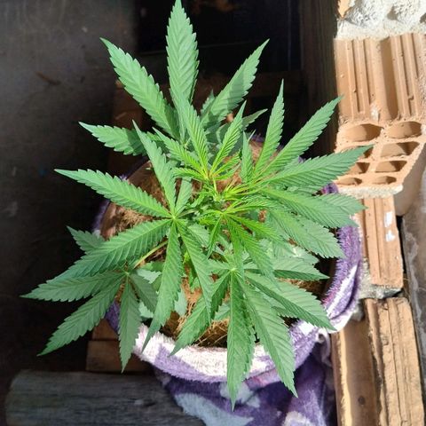 Lemon cherry cookies auto growlog timeline photo