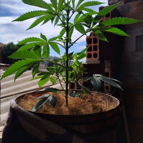 Lemon cherry cookies auto growlog timeline photo
