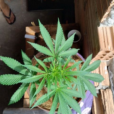 Lemon cherry cookies auto growlog timeline photo