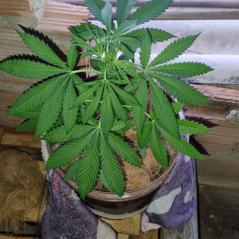 Lemon cherry cookies auto growlog photo: Toda hora tem uma evolução 😋