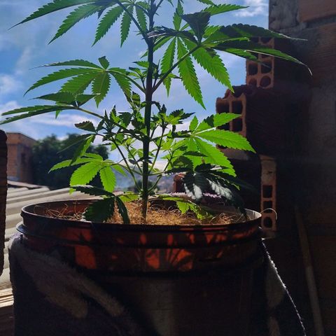 Lemon cherry cookies auto growlog timeline photo