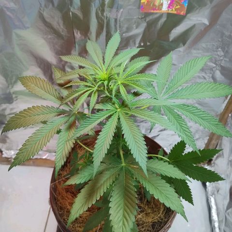 Lemon cherry cookies auto growlog timeline photo
