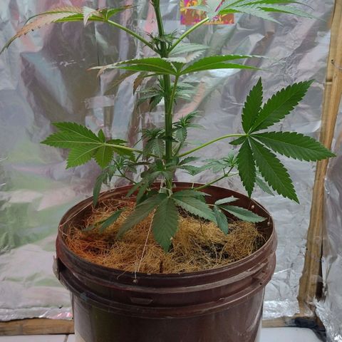 Lemon cherry cookies auto growlog timeline photo