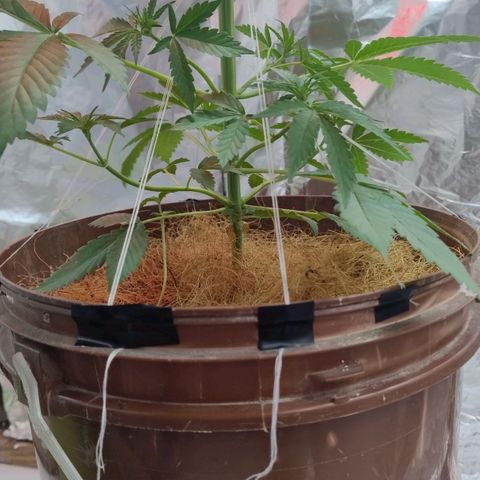 Lemon cherry cookies auto growlog timeline photo