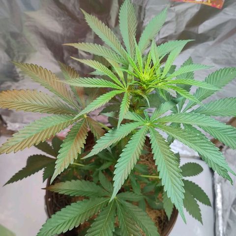 Lemon cherry cookies auto growlog timeline photo