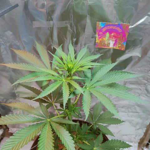 Lemon cherry cookies auto growlog timeline photo