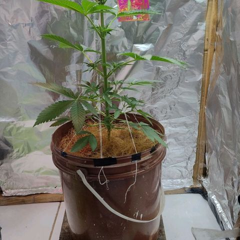 Lemon cherry cookies auto growlog timeline photo