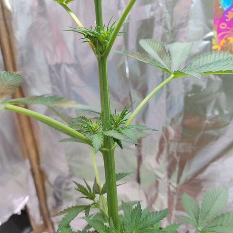 Lemon cherry cookies auto growlog timeline photo
